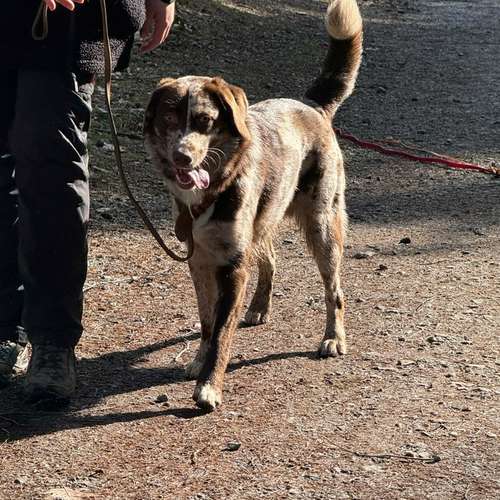 Hundeauslaufgebiet-Rundum-Glückshund-Bild