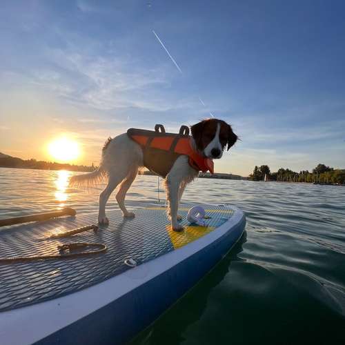 Hundeauslaufgebiet-Pawsitively-Bild