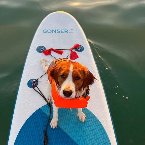 Hundeauslaufgebiet-Pawsitively-Bild