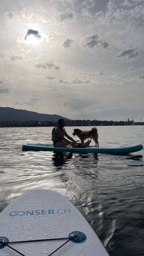 Hundeauslaufgebiet-Pawsitively-Bild