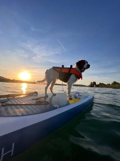 Hundeauslaufgebiet-Pawsitively-Bild