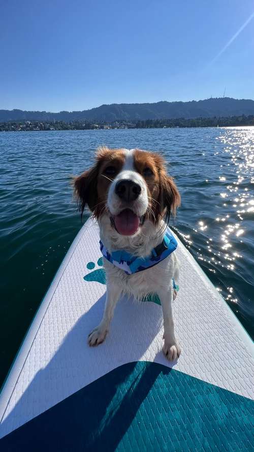 Hundeauslaufgebiet-Pawsitively-Bild