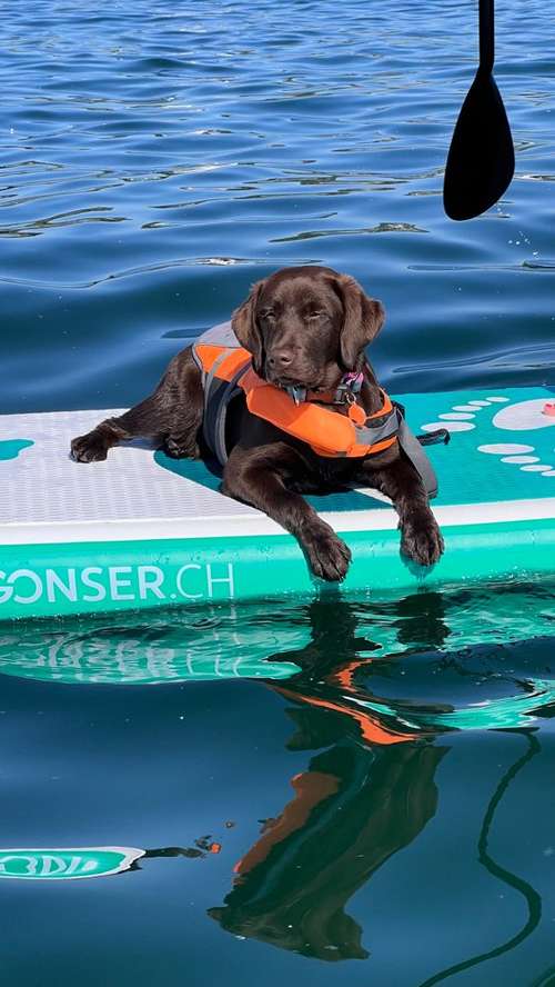 Hundeauslaufgebiet-Pawsitively-Bild