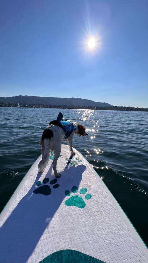 Hundeauslaufgebiet-Pawsitively-Bild
