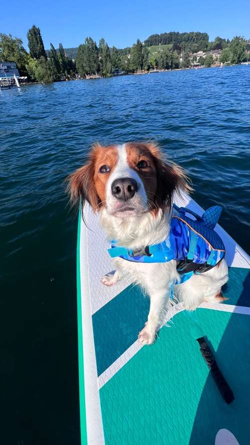 Hundeauslaufgebiet-Pawsitively-Bild