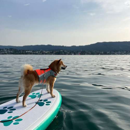 Hundeauslaufgebiet-Pawsitively-Bild