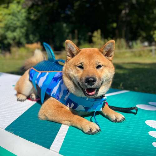 Hundeauslaufgebiet-Pawsitively-Bild