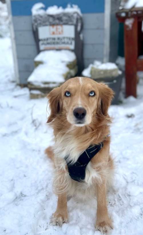 Hundeauslaufgebiet-Martin Rütter-Hundeschule Dresden/Bautzen-Bild
