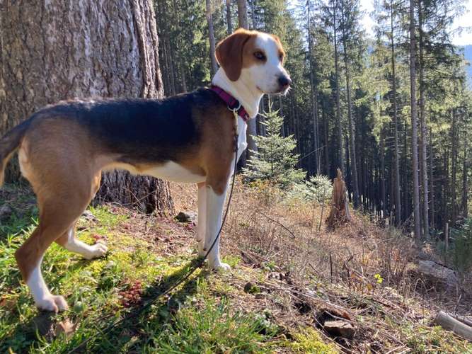 Hundeauslaufgebiet-Lernraum Hundsnatur-Bild