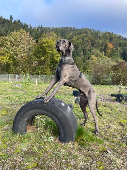 Hundeauslaufgebiet-Lernraum Hundsnatur-Bild