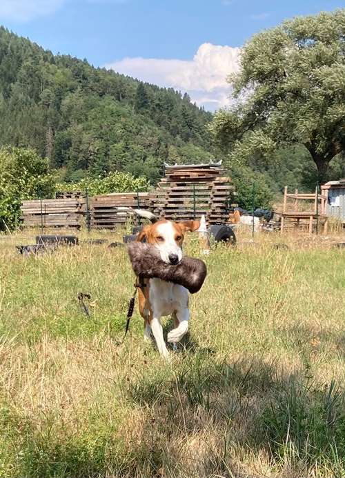 Hundeauslaufgebiet-Lernraum Hundsnatur-Bild