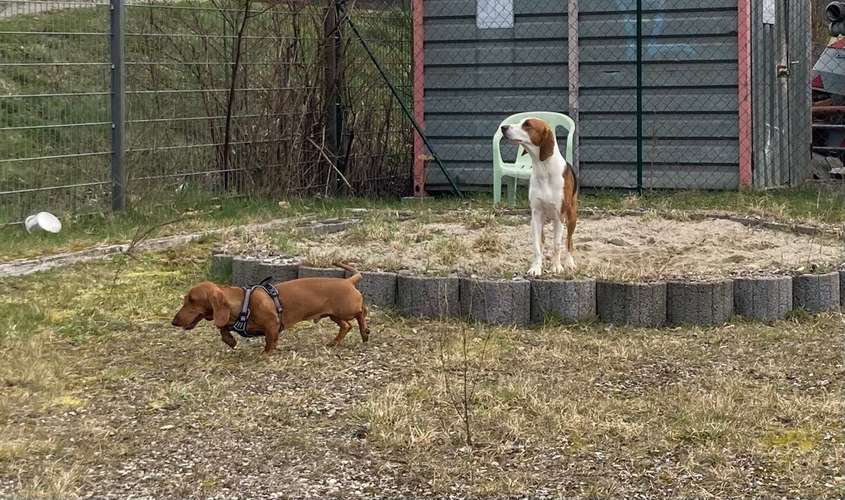 Hundeauslaufgebiet-Lernraum Hundsnatur-Bild