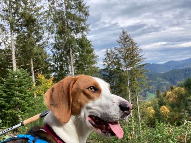 Hundeauslaufgebiet-Lernraum Hundsnatur-Bild