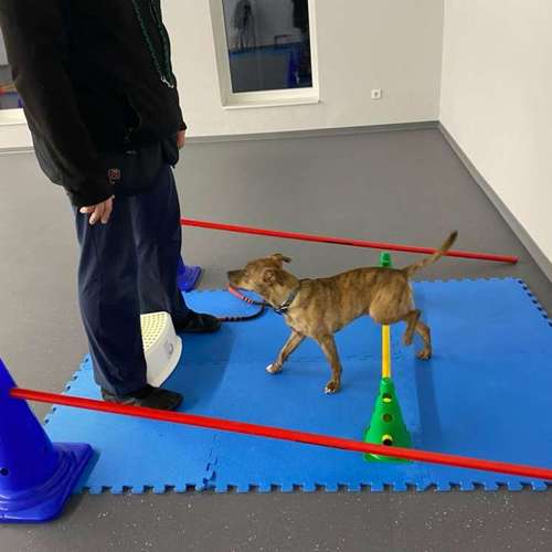 Hundeauslaufgebiet-Fitness für Hunde und ihre Menschen-Bild