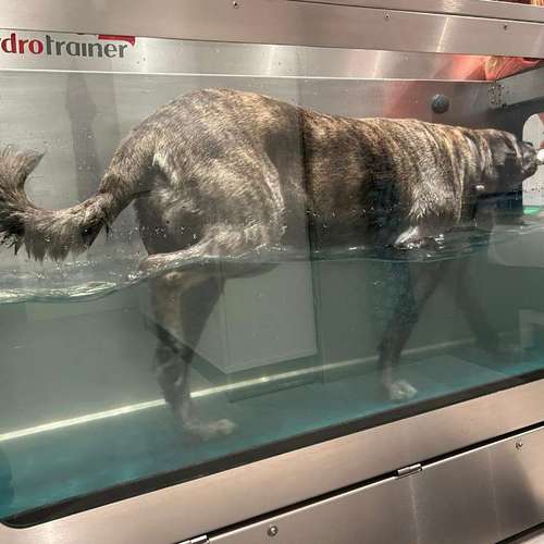 Hundeauslaufgebiet-Fitness für Hunde und ihre Menschen-Bild