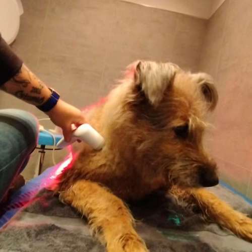 Hundeauslaufgebiet-Fitness für Hunde und ihre Menschen-Bild
