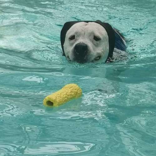 Hundeauslaufgebiet-Fitness für Hunde und ihre Menschen-Bild