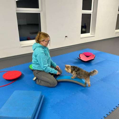 Hundeauslaufgebiet-Fitness für Hunde und ihre Menschen-Bild