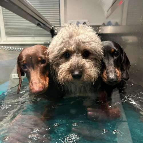Hundeauslaufgebiet-Fitness für Hunde und ihre Menschen-Bild