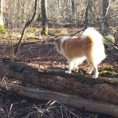 Hundeauslaufgebiet-Fitness für Hunde und ihre Menschen-Bild