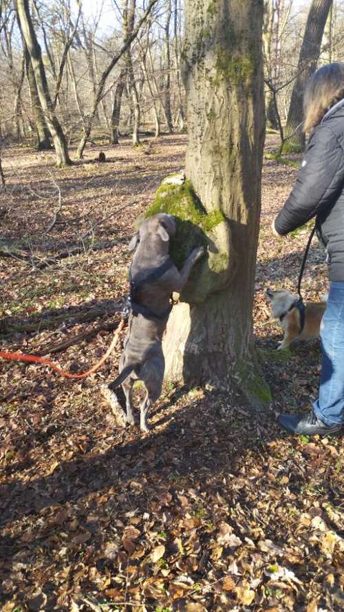 Hundeauslaufgebiet-Fitness für Hunde und ihre Menschen-Bild