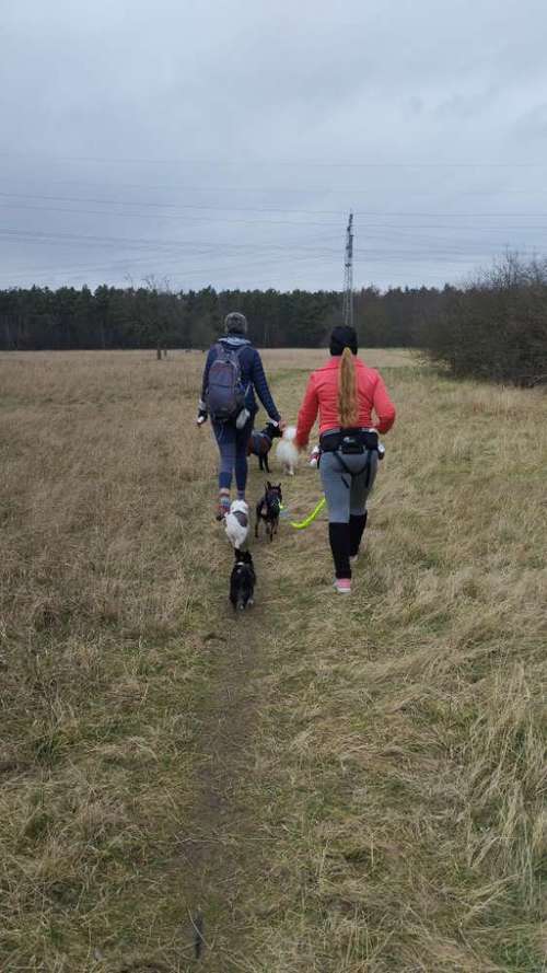 Hundeauslaufgebiet-Fitness für Hunde und ihre Menschen-Bild