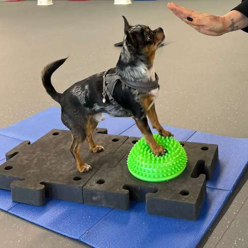 Hundeauslaufgebiet-Fitness für Hunde und ihre Menschen-Bild