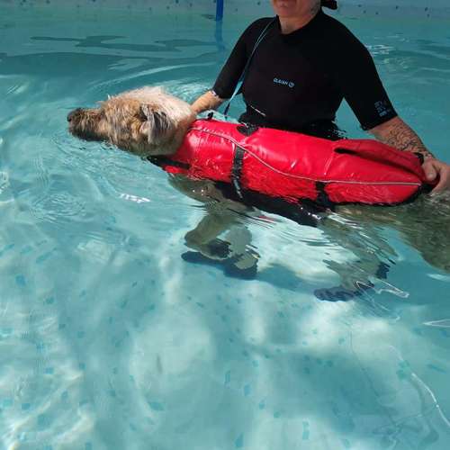 Hundeauslaufgebiet-Fitness für Hunde und ihre Menschen-Bild