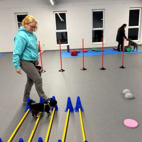 Hundeauslaufgebiet-Fitness für Hunde und ihre Menschen-Bild
