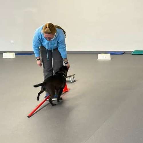 Hundeauslaufgebiet-Fitness für Hunde und ihre Menschen-Bild
