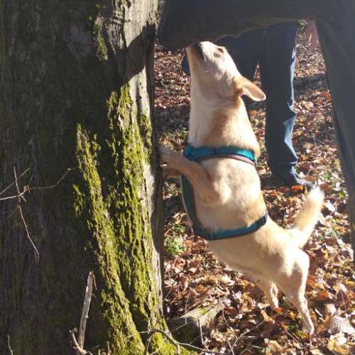Hundeauslaufgebiet-Fitness für Hunde und ihre Menschen-Bild