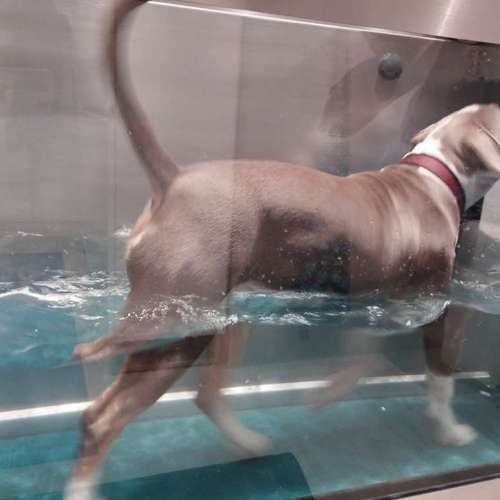 Hundeauslaufgebiet-Fitness für Hunde und ihre Menschen-Bild