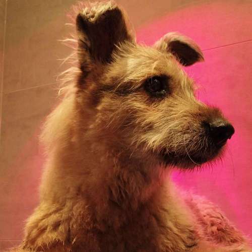 Hundeauslaufgebiet-Fitness für Hunde und ihre Menschen-Bild