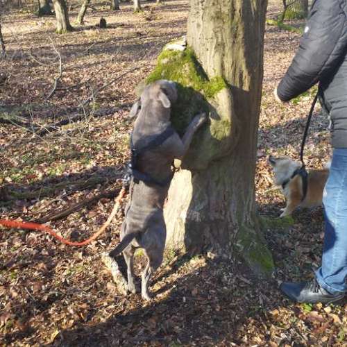 Hundeauslaufgebiet-Fitness für Hunde und ihre Menschen-Bild