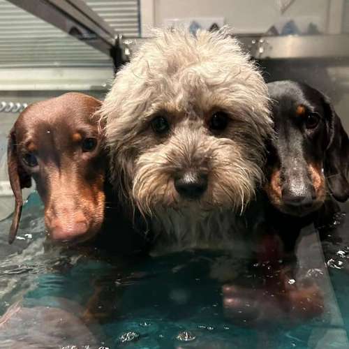 Hundeauslaufgebiet-Fitness für Hunde und ihre Menschen-Bild