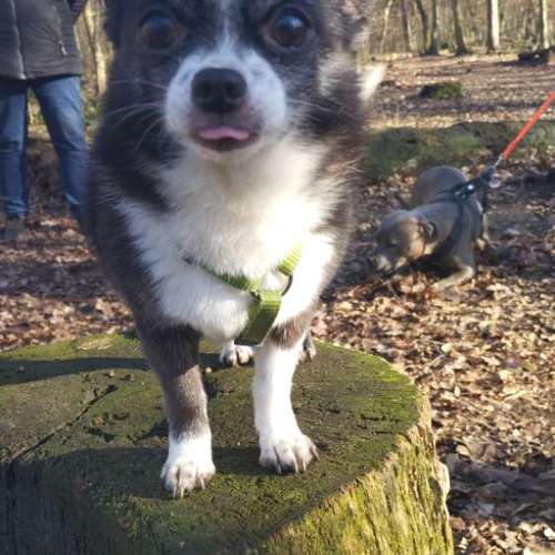 Hundeauslaufgebiet-Fitness für Hunde und ihre Menschen-Bild