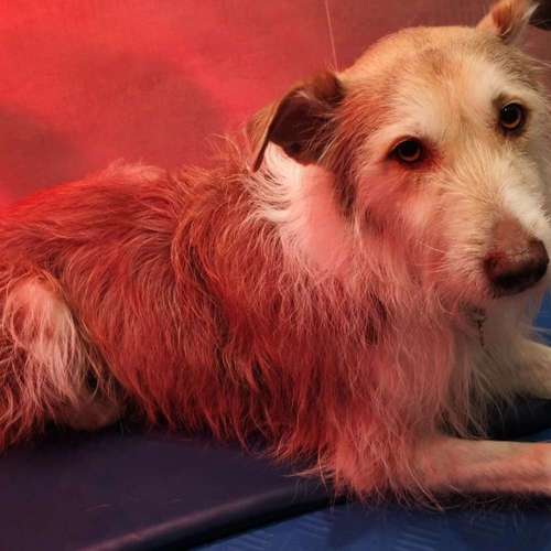 Hundeauslaufgebiet-Fitness für Hunde und ihre Menschen-Bild