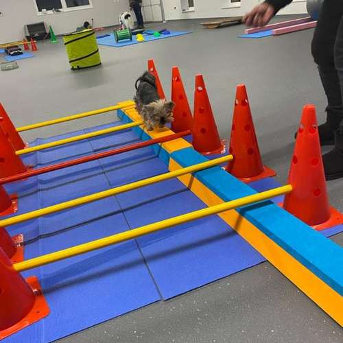 Hundeauslaufgebiet-Fitness für Hunde und ihre Menschen-Bild