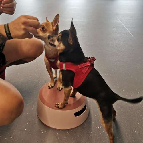 Hundeauslaufgebiet-Fitness für Hunde und ihre Menschen-Bild