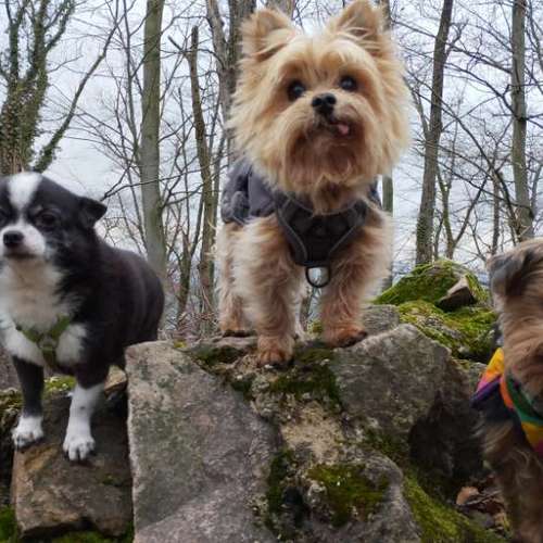 Hundeauslaufgebiet-Fitness für Hunde und ihre Menschen-Bild
