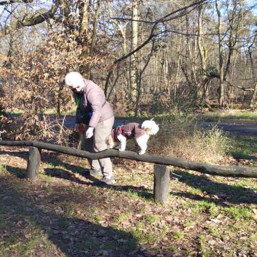 Hundeauslaufgebiet-Fitness für Hunde und ihre Menschen-Bild