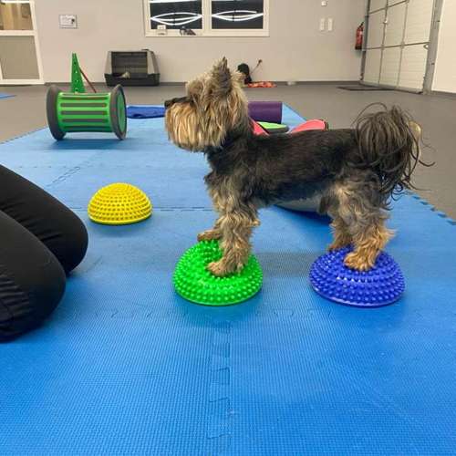 Hundeauslaufgebiet-Fitness für Hunde und ihre Menschen-Bild