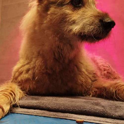 Hundeauslaufgebiet-Fitness für Hunde und ihre Menschen-Bild
