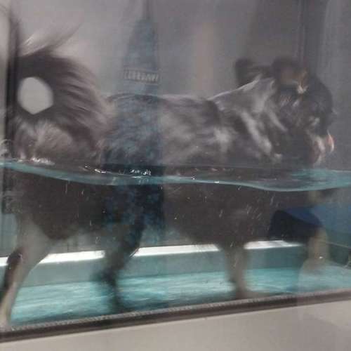 Hundeauslaufgebiet-Fitness für Hunde und ihre Menschen-Bild