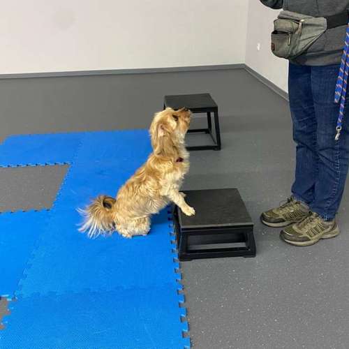 Hundeauslaufgebiet-Fitness für Hunde und ihre Menschen-Bild