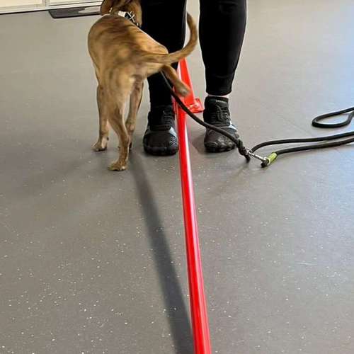 Hundeauslaufgebiet-Fitness für Hunde und ihre Menschen-Bild