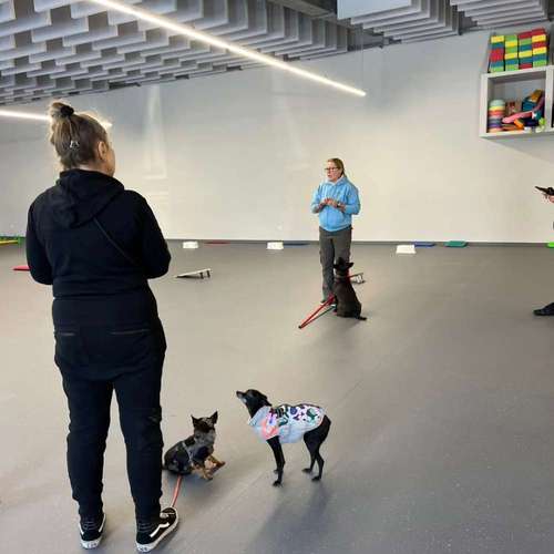 Hundeauslaufgebiet-Fitness für Hunde und ihre Menschen-Bild