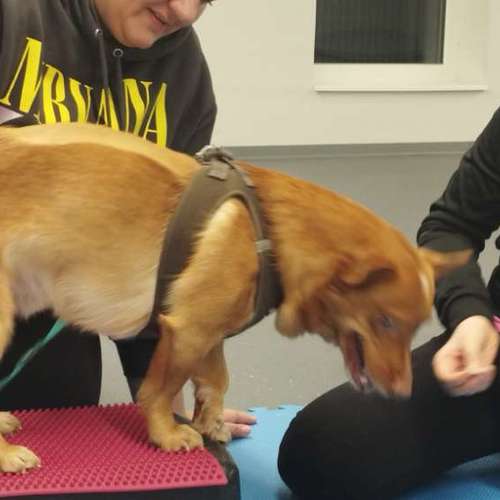 Hundeauslaufgebiet-Fitness für Hunde und ihre Menschen-Bild