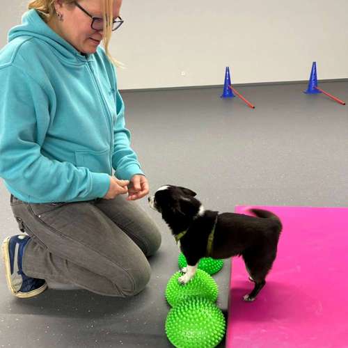 Hundeauslaufgebiet-Fitness für Hunde und ihre Menschen-Bild