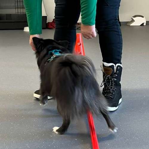 Hundeauslaufgebiet-Fitness für Hunde und ihre Menschen-Bild